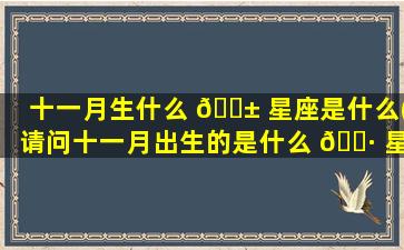 十一月生什么 🐱 星座是什么(请问十一月出生的是什么 🌷 星座)